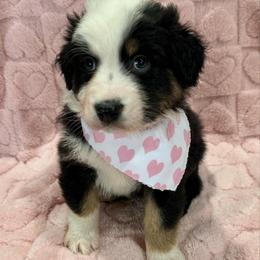 Jack Daniel's - Black tri-color male Australian Shepherd puppy in Camp Verde, Arizona from Bullet & Whiskey’s Pups