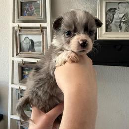 Whiskey - Blue merle female Australian Shepherd puppy in Weeki Wachee, Florida from Ace of Spades Australian Shepherds