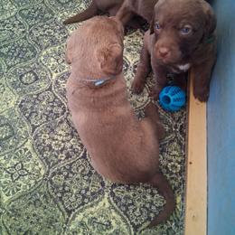 Green - Dark brown male Chesapeake Bay Retriever puppy in De Forest, Wisconsin from Rennocks Top Of The Marsh Chesapeake Bay Retrievers