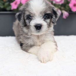 Millie - Blue merle female Aussiedoodle puppy in Coulee City, Washington from Mr and Mrs Doodle Farm