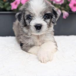 Millie - Blue merle female Aussiedoodle puppy in Coulee City, Washington from Mr and Mrs Doodle Farm