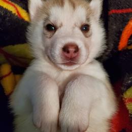 Cinnamon (orange) - Red and white female Siberian Husky puppy in Elk River, Minnesota from Naturez Siberians