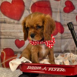 Timmy - Ruby male Cavalier King Charles Spaniel puppy in Clinton, South Carolina from Empire Hills Cavaliers