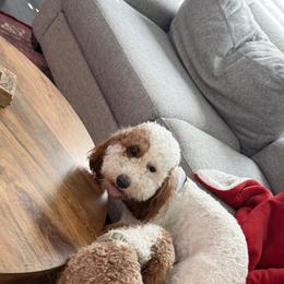 Rootie - Goldendoodle