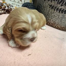 Girl 2 - Buff and white female Cocker Spaniel puppy in Phil Campbell, Alabama from Sandra Clark's Cocker Spaniels