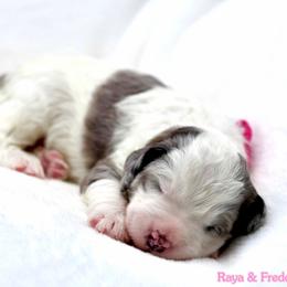 June - Grey and white female Bernedoodle puppy in Diamond Bar, California from Furrytaildoodles