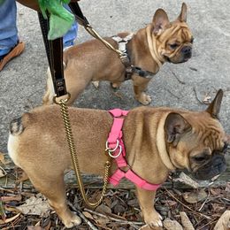 French Bulldog puppies from Ideal Frenchies LLC