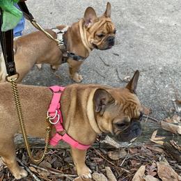 French Bulldog puppies from Ideal Frenchies LLC