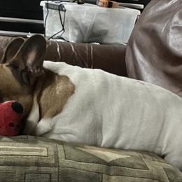 American Pit Bull Terriers, French Bulldogs, and Staffordshire Bull Terriers from Victorino's Kennel