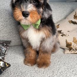 Black - Merle male Bernedoodle puppy in Curtice, Ohio from The Pink Doghouse
