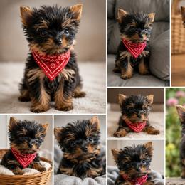 Picasso - Black and gold male Yorkshire Terrier puppy in Jacksonville, Florida from Danielle's Yorkies