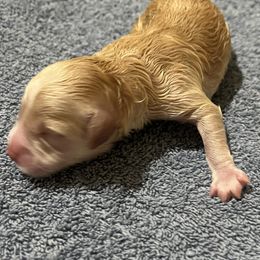 Aussiedoodle Puppies from Creek Bend Farm