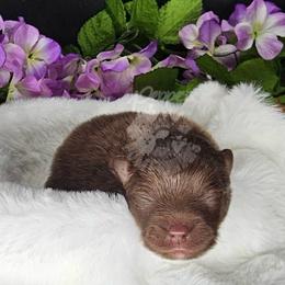 Pepper's Breaking The Habit - Habby - Chocolate male Pomeranian puppy in Plant City, Florida from Pepper's Pomeranians