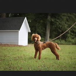 Fannie Jo - Poodle
