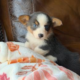 Luna - Gray and white female American Corgi puppy in Graham, Texas from Wild West Corgis