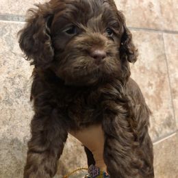 Cockapoo Puppies from Oodles of Doodles and Love