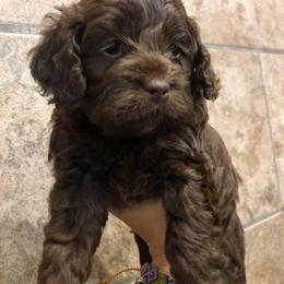 Cockapoo Puppies from Oodles of Doodles and Love