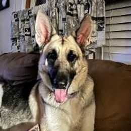 Spirit - German Shepherd