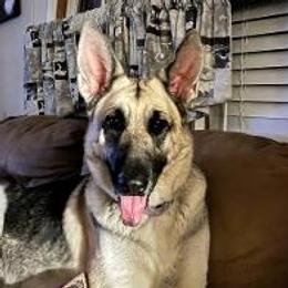 Spirit - German Shepherd