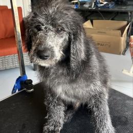Donner - Black male Labradoodle puppy in Monticello, Georgia from Daylin’s Doodles & Labradors