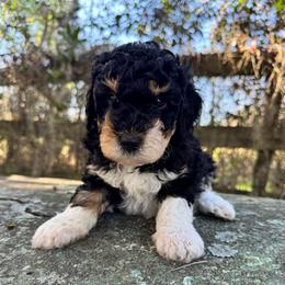 Captain - Phantom male Goldendoodle puppy in Ocala, Florida from The Treasured Puppies Department