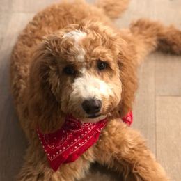 Coco - Australian Labradoodle