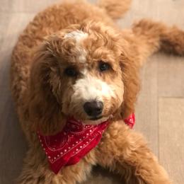 Coco - Australian Labradoodle