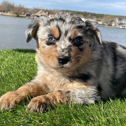 Miniature Australian Shepherd and Toy Australian Shepherd Puppies from Best Little Aussies