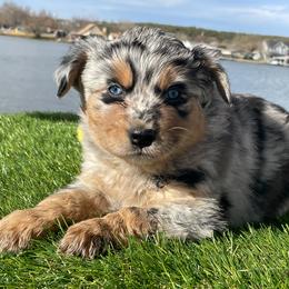 Miniature Australian Shepherd and Toy Australian Shepherd Puppies from Best Little Aussies