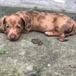 Dachshund Puppies from Crenshaw Dachshunds