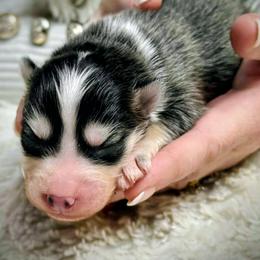 Jade - Gray and white female Pomsky puppy in Michigan from Our Pomsky Yard