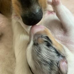 Collie Puppies from Meissa Collies