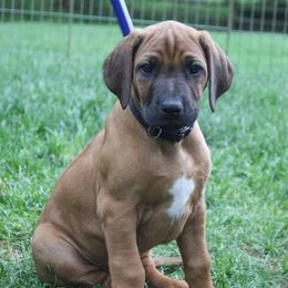 Rhodesian Ridgeback Puppies from Supernova Ridgebacks