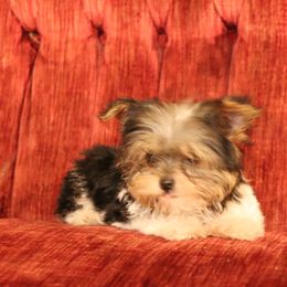Yorkshire Terrier Puppies from Peggy's Yorkies