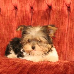 Yorkshire Terrier Puppies from Peggy's Yorkies
