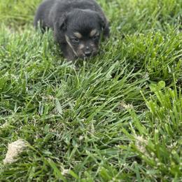 Buggs - Black tri-color female Australian Shepherd puppy in Laotto, Indiana from Circle B working Aussies