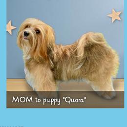 Quora - Havanese