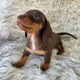 Mocha - Chocolate and cream female Dachshund puppy in Granbury, Texas from Bluebonnet Dachshund, LLC