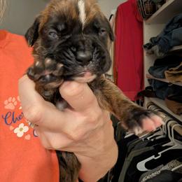 Brindle male - Brindle male Boxer puppy in Wellington, Ohio from Brinkhaven Boxers