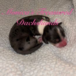 Girl 4 - Dapple female Dachshund puppy in Humble, Texas from Monica’s Treasured Dachshunds