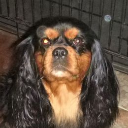 Cavachons, Cavalier King Charles Spaniels, Cavapoos, and Cocker Spaniels from Walnut Grove Cavaliers