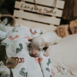 Boy 1 - Cream male Dachshund puppy in Staley, North Carolina from Langley Farms Dachshunds