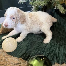 Light Blue - Parti male Poodle puppy in Vidor, Texas from East Bunch Poodles