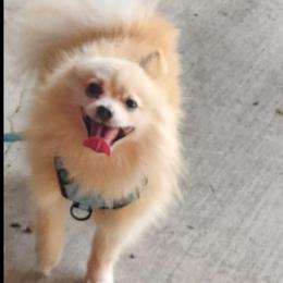 Charlie - Pomeranian