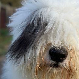 Old English Sheepdogs and Sheepadoodles from The Great White Fluffalo