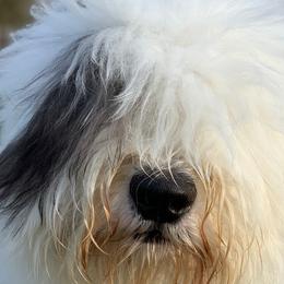 Old English Sheepdogs and Sheepadoodles from The Great White Fluffalo