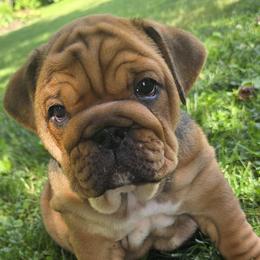 Bulldogs from Grace's Bulldogs