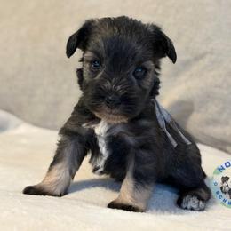 Gunner - Salt and pepper male Miniature Schnauzer puppy in Magalia, California from NorCal Schnauzers
