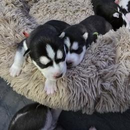 Siberian Husky Puppies from Wild and Wonderful Siberian Huskies