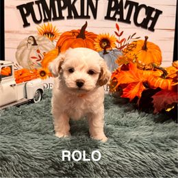 Rolo - White male Maltipoo puppy in Greenfield, Iowa from Sugar Plum Puppies